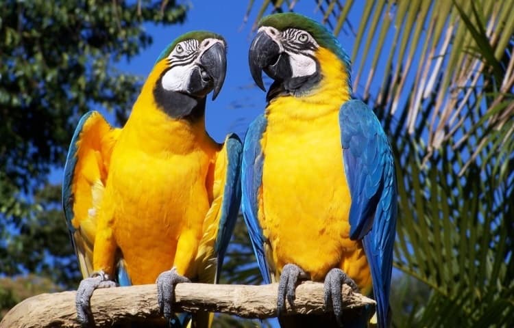 Governo cria programa de resgate da fauna silvestre