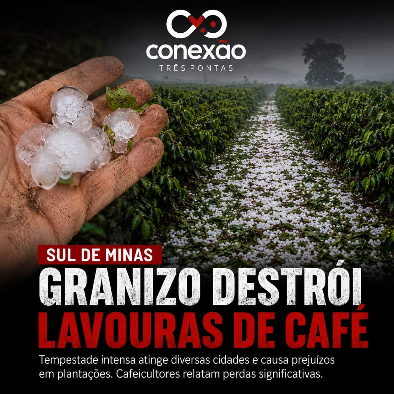 COMO SERÁ NOSSA SAFRA? GRANIZO QUE ATINGIU O SUL DE MINAS ACENDEU SINAL DE ALERTA PARA A COLHEITA DE CAFÉ ; PREJUÍZOS PODEM SUPERAR 230 MIL SACAS